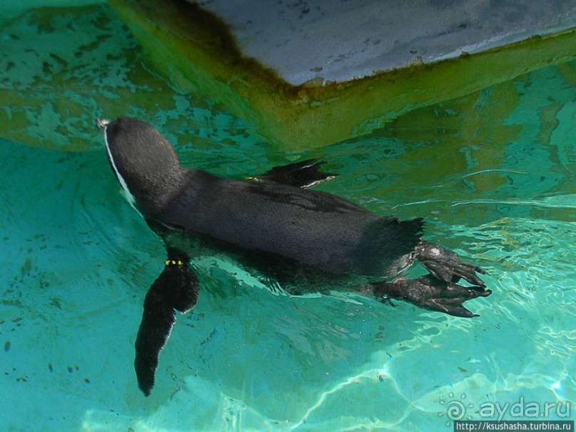 Здравствуй, аист-Марабу