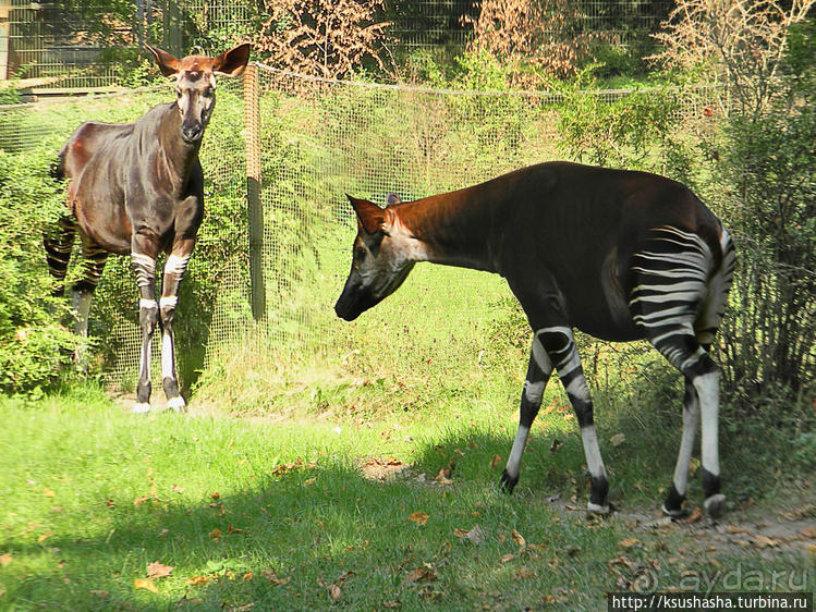 Здравствуй, аист-Марабу