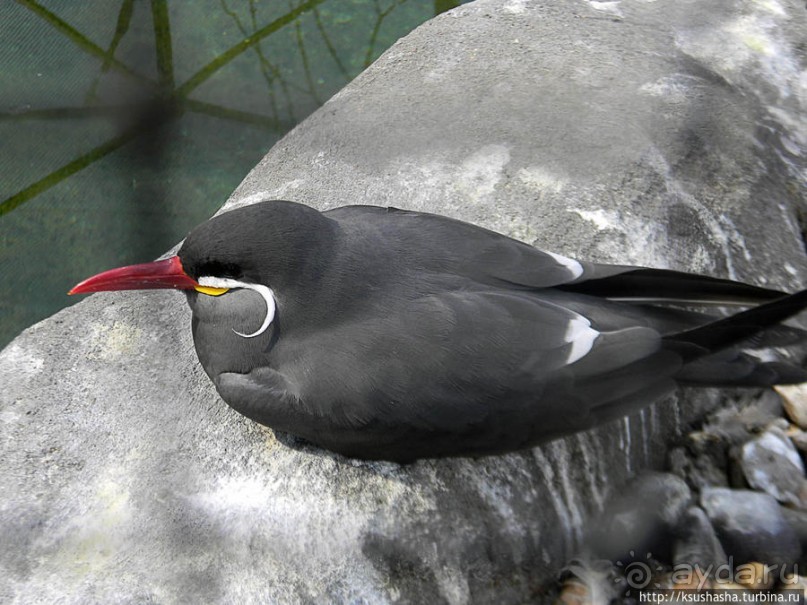 Здравствуй, аист-Марабу