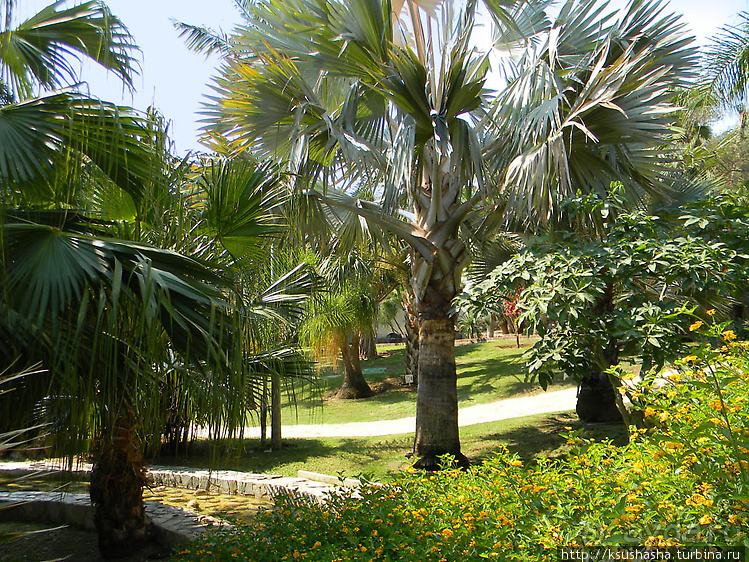 Альбом отзыва "Ботанический кайф в Молино де Инка"