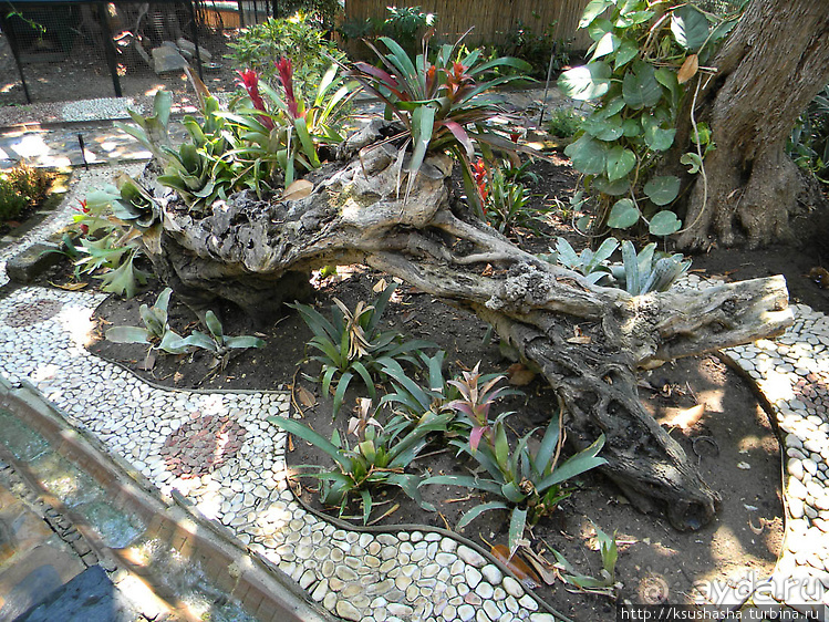 Ботанический кайф в Молино де Инка