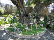 Ботанический кайф в Молино де Инка