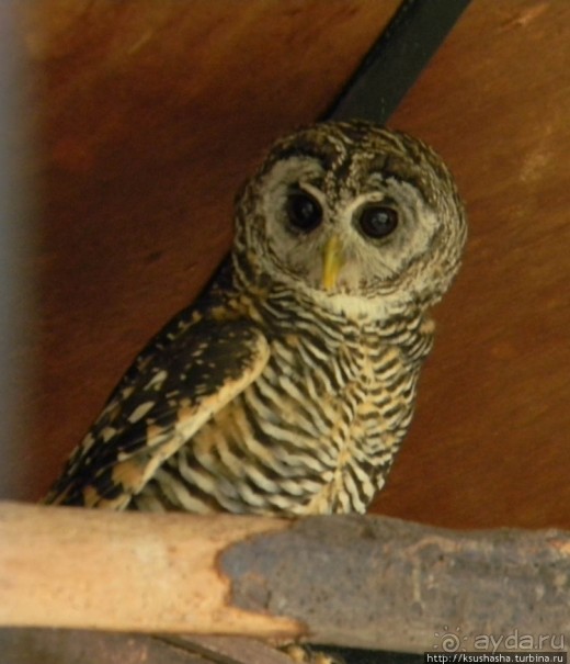 Альбом отзыва "Ботанический кайф в Молино де Инка"