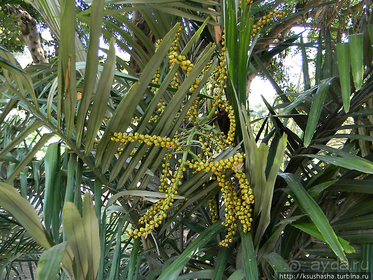 Альбом отзыва "Ботанический кайф в Молино де Инка"