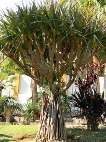 Альбом отзыва "Ботанический кайф в Молино де Инка"