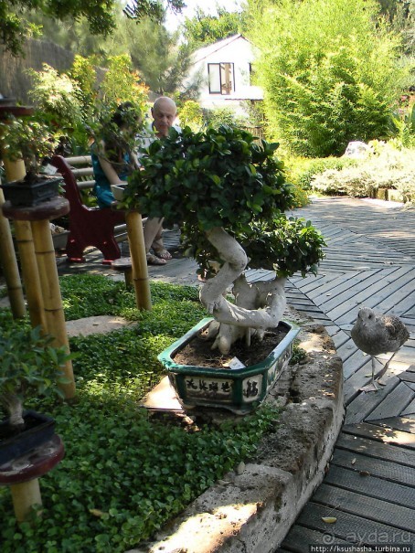 Ботанический кайф в Молино де Инка