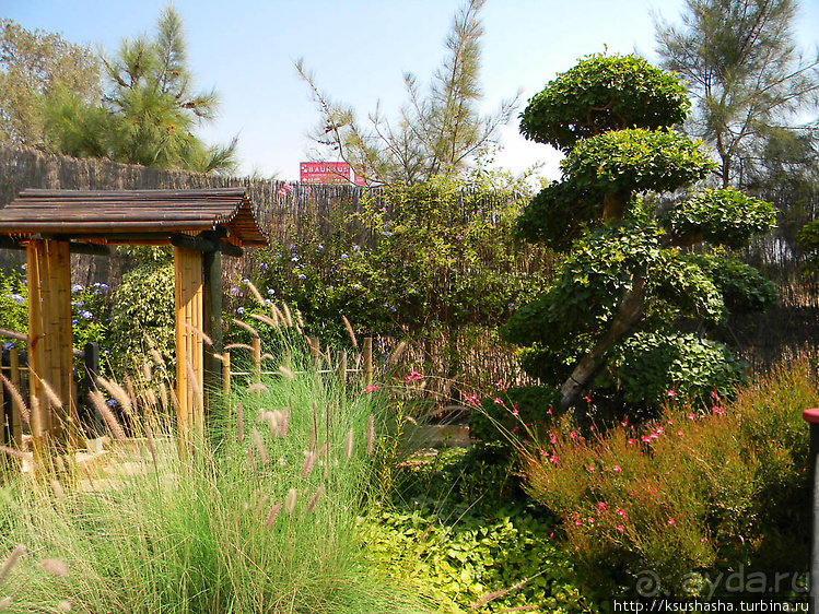 Ботанический кайф в Молино де Инка