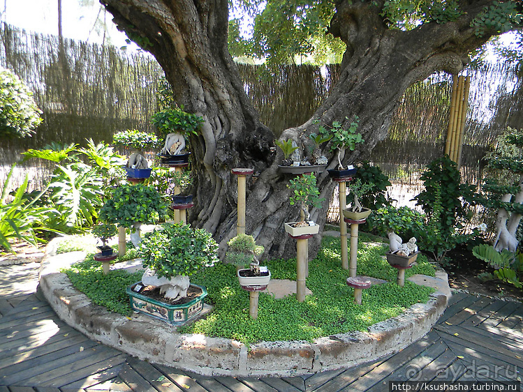 Ботанический кайф в Молино де Инка