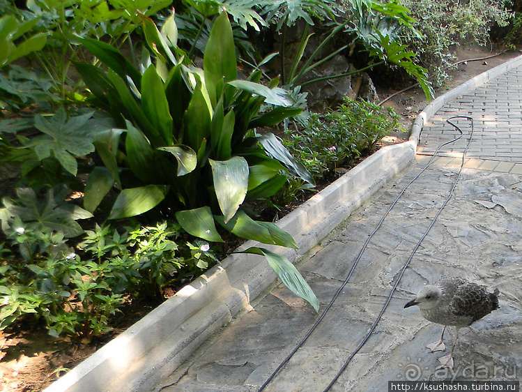 Альбом отзыва "Ботанический кайф в Молино де Инка"