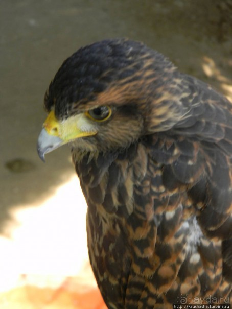 Альбом отзыва "Ботанический кайф в Молино де Инка"