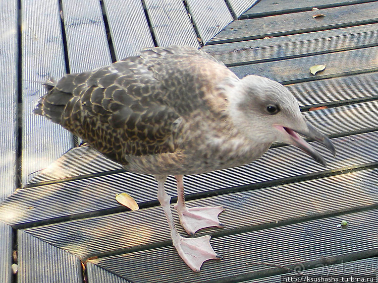 Ботанический кайф в Молино де Инка