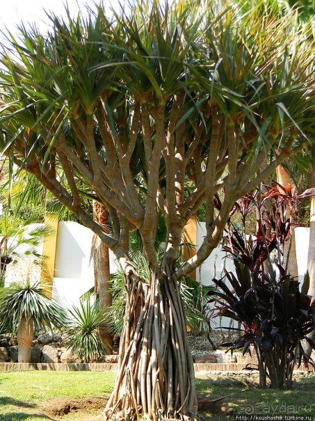 Альбом отзыва "Ботанический кайф в Молино де Инка"