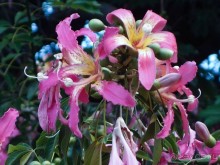 Арабо-норманнский Палермо