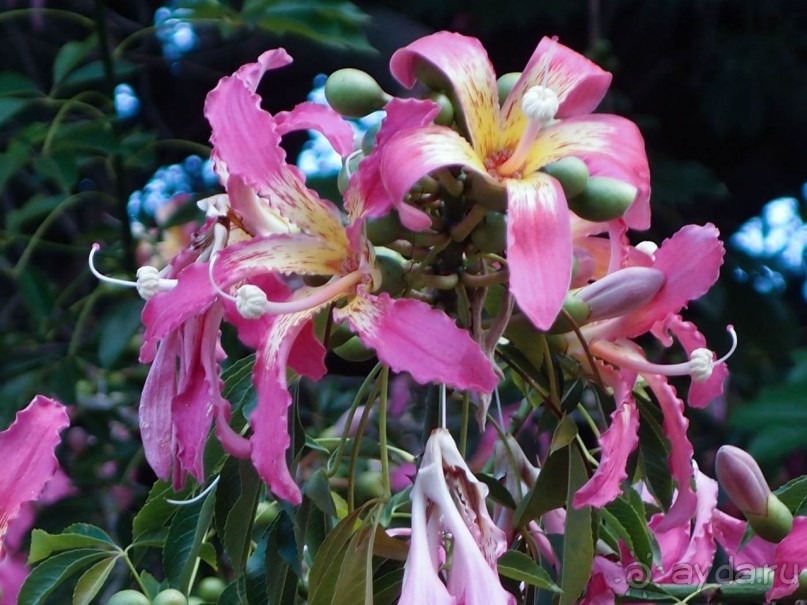 Арабо-норманнский Палермо