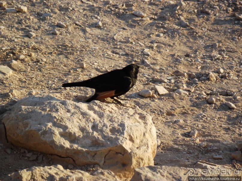 Масада. Восход с высоты птичьего полёта