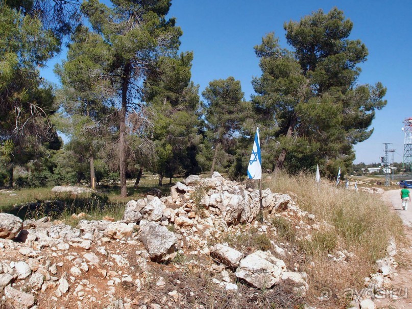 Альбом отзыва "Одинокий дуб"