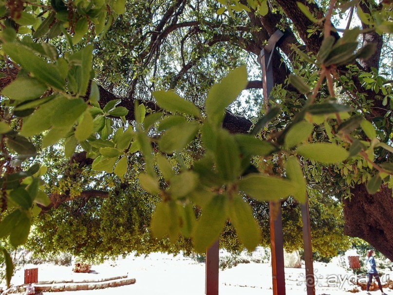 Одинокий дуб