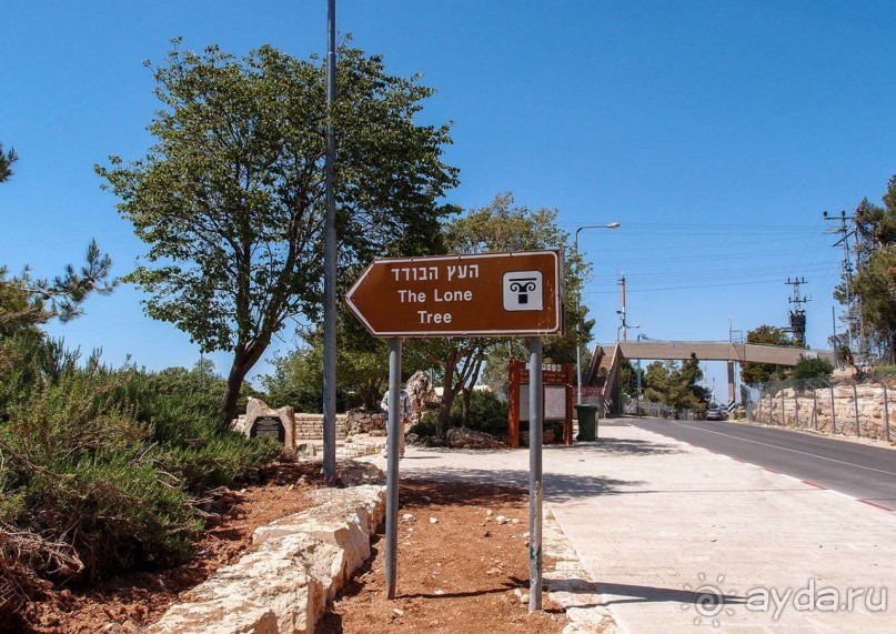 Одинокий дуб