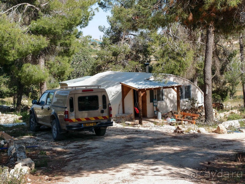 Одинокий дуб