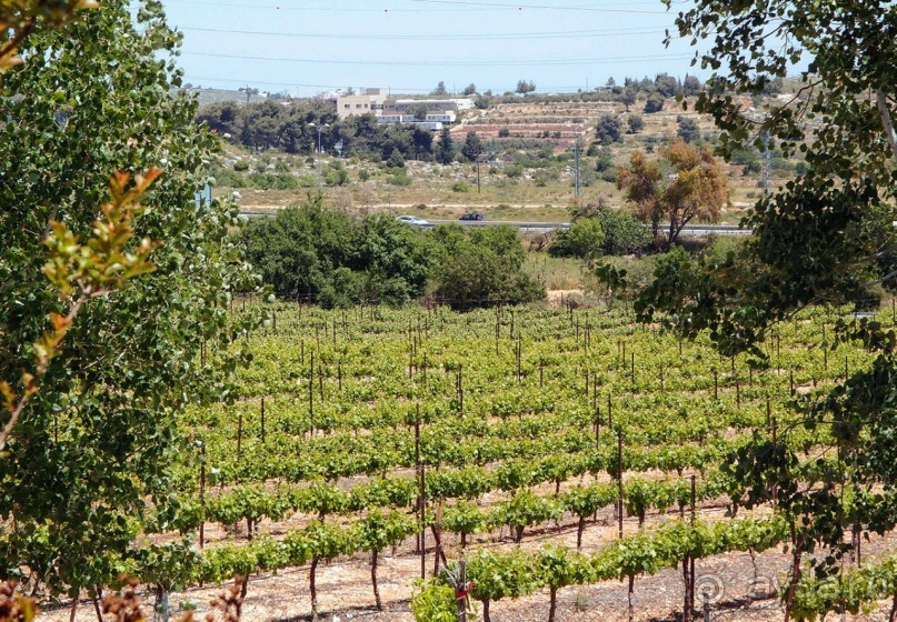 Одинокий дуб