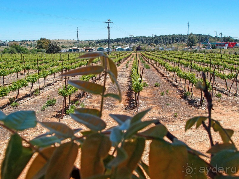 Одинокий дуб