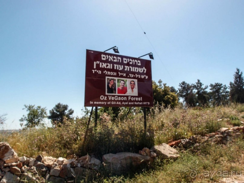 Одинокий дуб