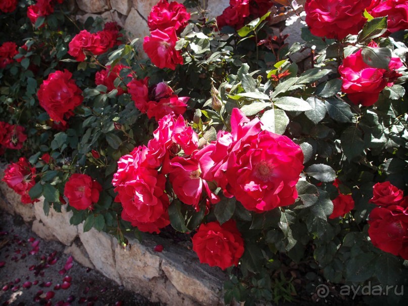 Одинокий дуб