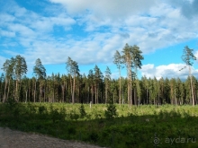 Природа Латвии. Кому привычно, а кому и экзотично 