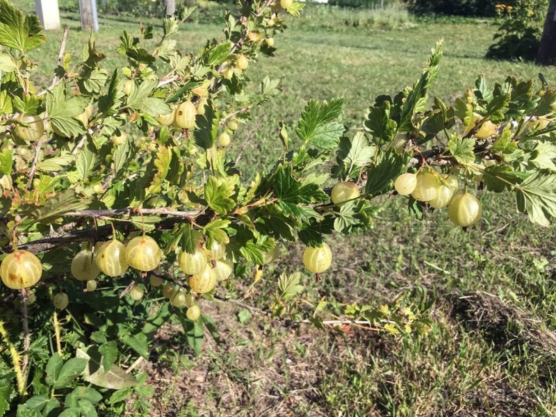 Природа Латвии. Кому привычно, а кому и экзотично 