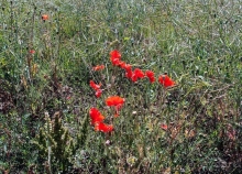 Природа Латвии. Кому привычно, а кому и экзотично 