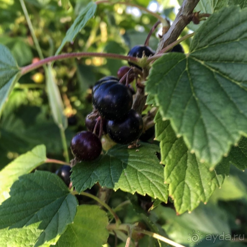 Природа Латвии. Кому привычно, а кому и экзотично 