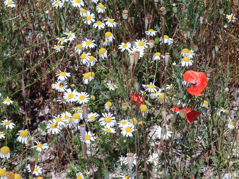 Природа Латвии. Кому привычно, а кому и экзотично 