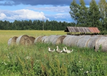 Природа Латвии. Кому привычно, а кому и экзотично 