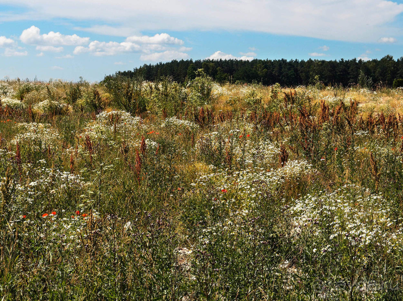 Природа Латвии. Кому привычно, а кому и экзотично 