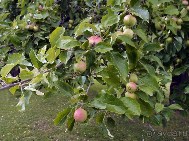 Природа Латвии. Кому привычно, а кому и экзотично 