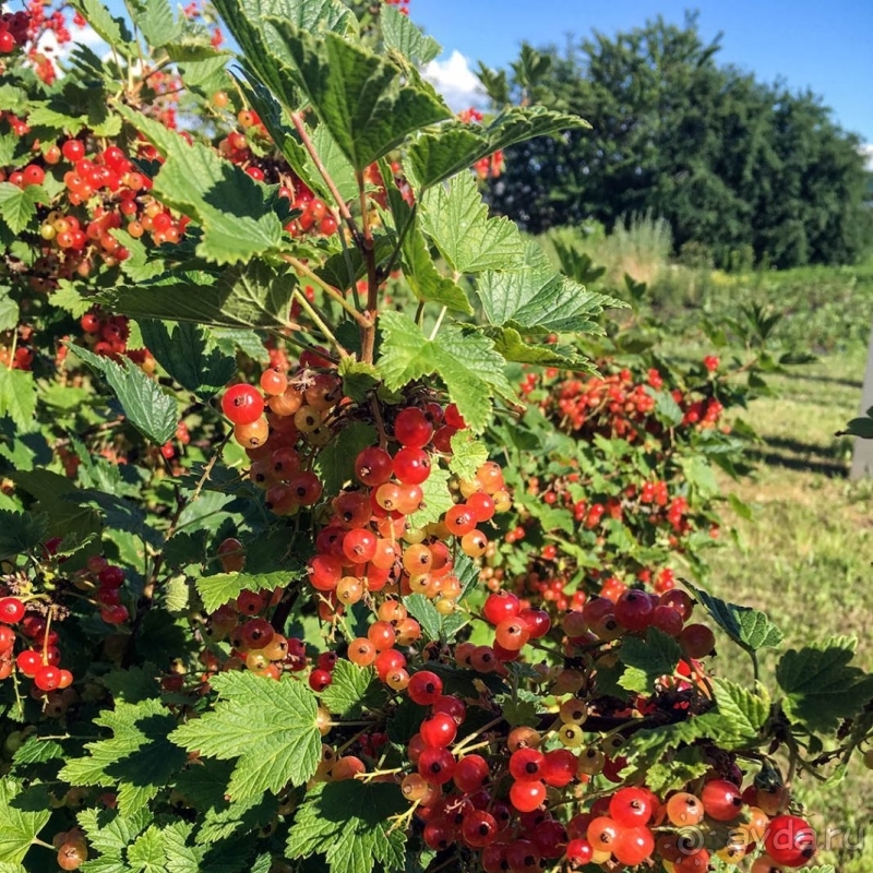 Природа Латвии. Кому привычно, а кому и экзотично 