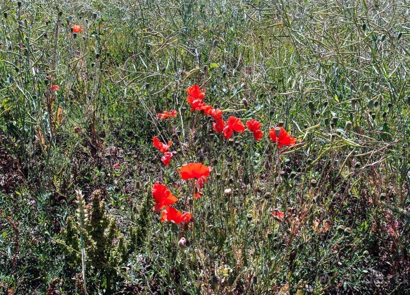 Природа Латвии. Кому привычно, а кому и экзотично 