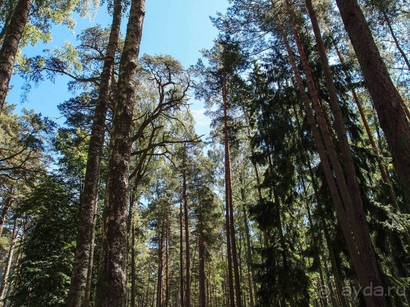 Природа Латвии. Кому привычно, а кому и экзотично 