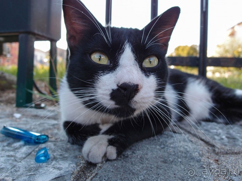 В сладком полусне. Керкира