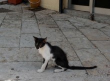 В сладком полусне. Керкира