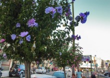 В сладком полусне. Керкира