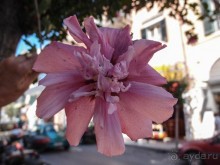 В сладком полусне. Керкира