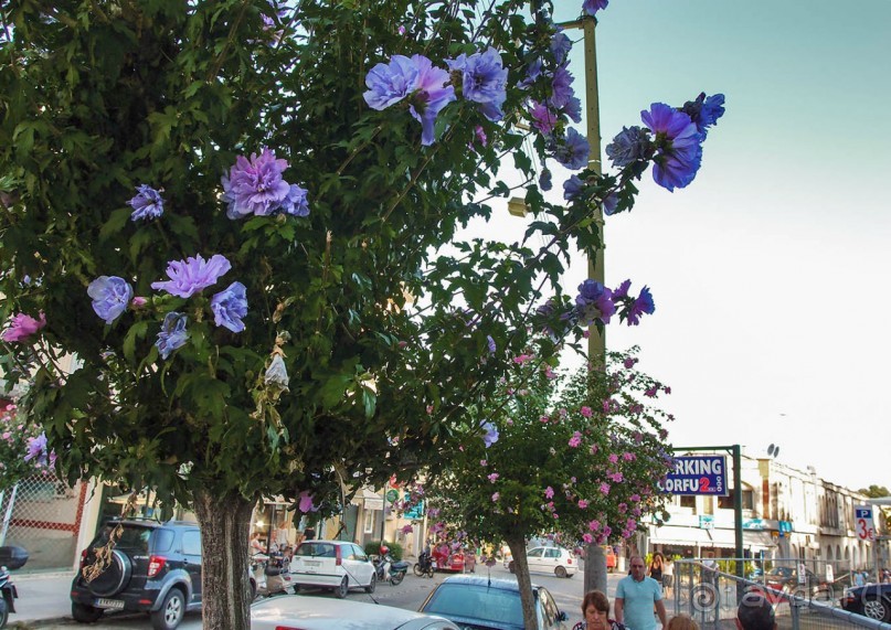 В сладком полусне. Керкира