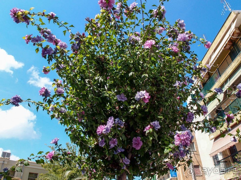 В сладком полусне. Керкира