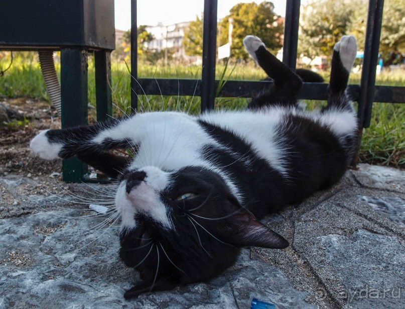 В сладком полусне. Керкира