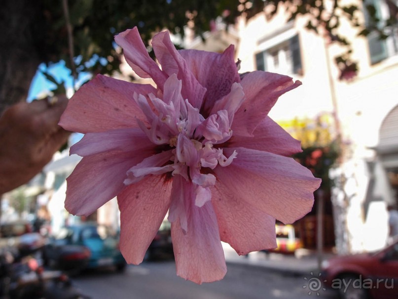 В сладком полусне. Керкира