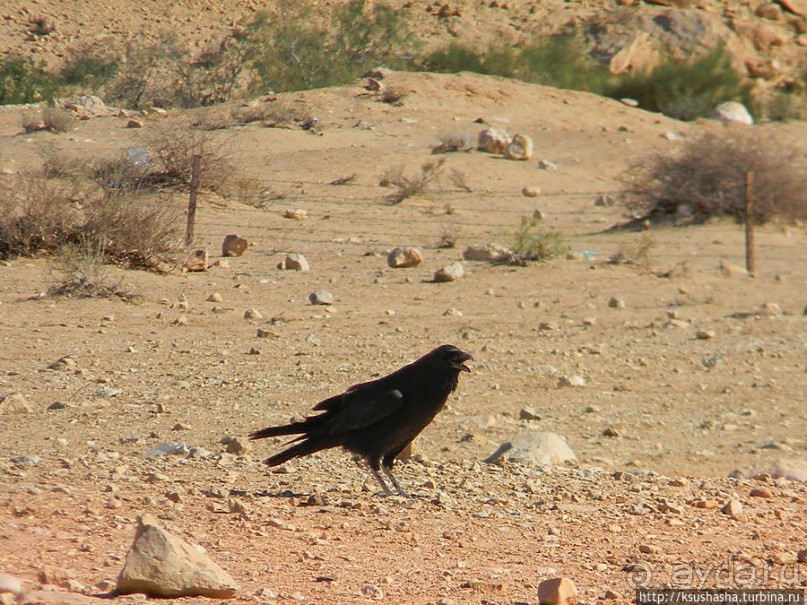 Цветные пески Эйн-Яав