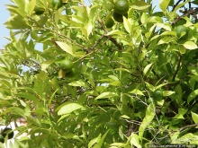 Такая разная Марбея