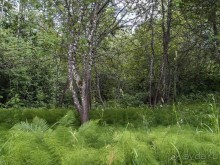 В Турайде озёр голубые прозоры...