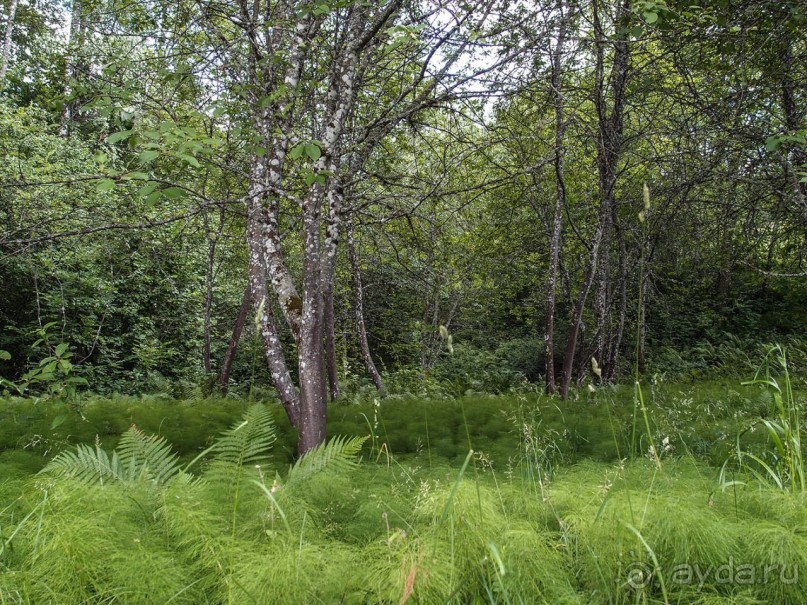 В Турайде озёр голубые прозоры...